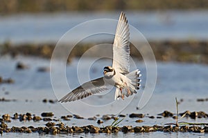 Common ringed plover Charadrius hiaticula