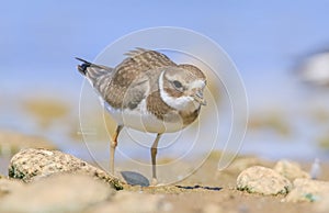 Common Ringed Plover (Charadrius hiaticula)