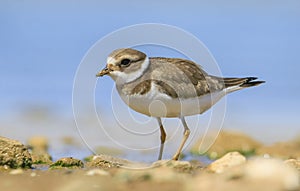 Common Ringed Plover (Charadrius hiaticula)