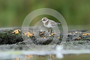 Common ringed plover Charadrius hiaticula