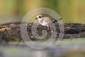 Common ringed plover Charadrius hiaticula