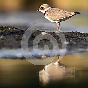 Common ringed plover Charadrius hiaticula