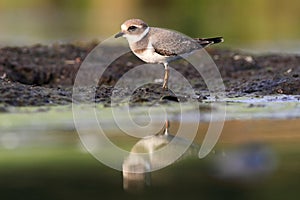 Common ringed plover Charadrius hiaticula