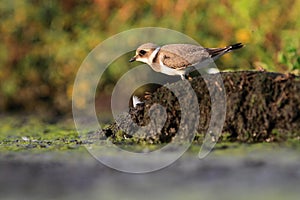 Common ringed plover Charadrius hiaticula