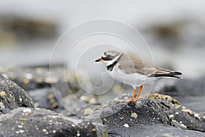 Common Ringed plover (Charadrius hiaticula)