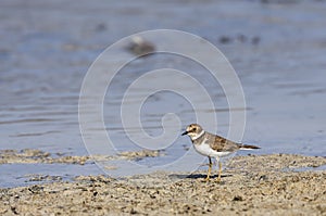 Common Ringed Plover (Charadrius hiaticula)