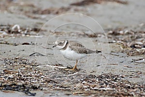 Common ringed plover Charadrius hiaticula