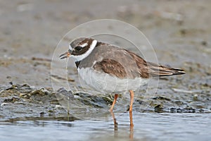 Common ringed plover Charadrius hiaticula