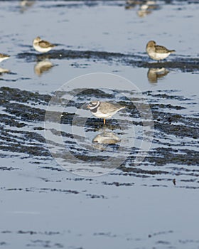 Common ringed plover, charadrius hiaticula, adult bird at sea shoreline, close-up portrait, selective focus, shallow DOF