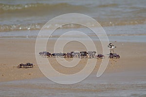 Common ringed plover Charadrius hiaticula and fiddler crabs Afruca tangeri.