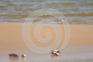 Common ringed plover Charadrius hiaticula and fiddler crabs Afruca tangeri.