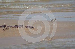 Common ringed plover Charadrius hiaticula and fiddler crabs Afruca tangeri.