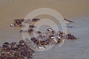 Common ringed plover Charadrius hiaticula and fiddler crabs Afruca tangeri.