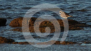 Common Ringed Plover Charadrius hiaticula La Caleta Beach Cadiz