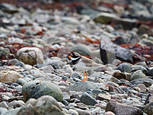 Common ringed plover, Charadrius hiaticula. Pebble beach, Scotland