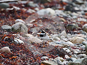 Common ringed plover, Charadrius hiaticula. Pebble beach, Scotland