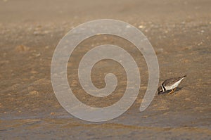 Common ringed plover Charadrius hiaticula searching for food.