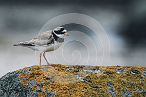 Common ringed plover (Charadrius hiaticula) standing on the rock