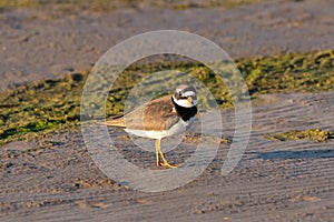 common ringed plover Charadrius hiaticula standing on shore dirt