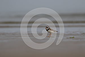 Common ringed plover, Charadrius hiaticula, walking on sand besides tidal waves on a sunny beach in Scotland during June.