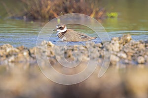 Common Ringed Plover Charadrius hiaticula waterfowl bird preening and cleaning in between rocks on wetlands