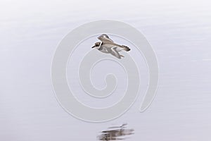 A common ringed plover in flight during fall migration on the beach.