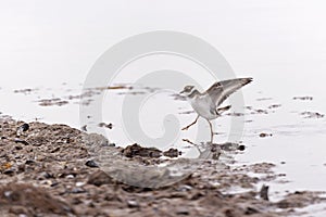 A common ringed plover in flight during fall migration on the beach.