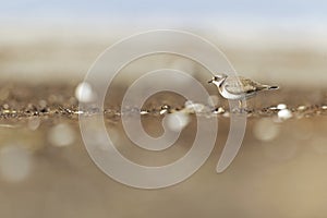 A common ringed plover foraging during fall migration on the beach.