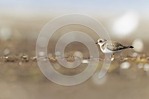 A common ringed plover foraging during fall migration on the beach.