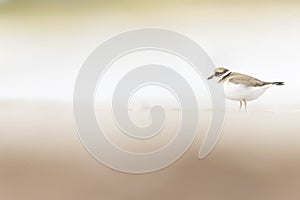 A common ringed plover foraging during fall migration on the beach.