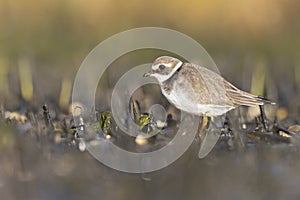 A common ringed plover foraging during fall migration on the beach.