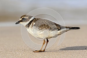 Common ringed plover, juvenile