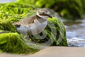 Common ringed plover, juvenile