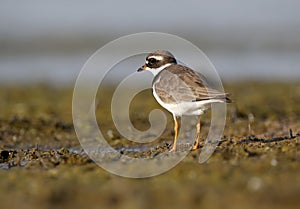 The common ringed plover or ringed plover Charadrius hiaticula