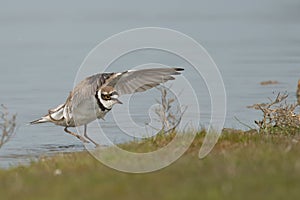 Common ringed plover or ringed plover (Charadrius hiaticula)