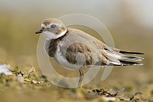 The common ringed plover or ringed plover (Charadrius hiaticula) photo