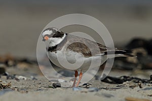 common ringed plover or ringed plover (Charadrius hiaticula) Germany