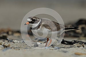 common ringed plover or ringed plover (Charadrius hiaticula) Germany