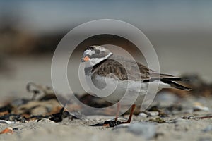 common ringed plover or ringed plover (Charadrius hiaticula) Germany