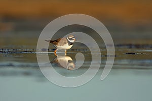 Common ringed plover or ringed plover Charadrius hiaticula searching for food in the wetlands.