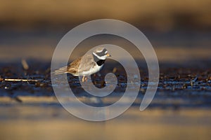 Common ringed plover or ringed plover Charadrius hiaticula searching for food in the wetlands.