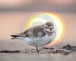 Common ringed plover or ringed plover (Charadrius hiaticula) is a small plover of the Charadriidae family. photo