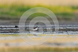 Common ringed plover or ringed plover (Charadrius hiaticula) in the wetlands