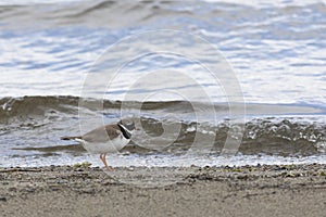 Common ringed plover on sandy river bank