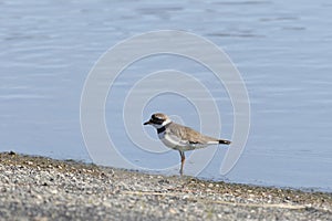 Common ringed plover on sandy river bank