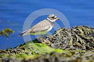 Common ringed plover on seashore