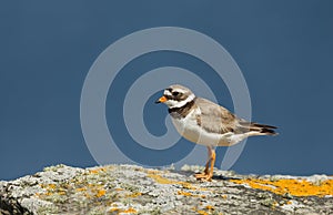 Common Ringed Plover standing on a rock photo