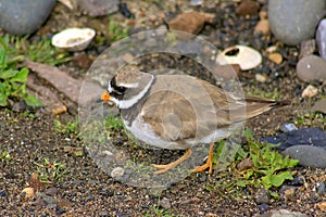 Common ringed plover walking on ground