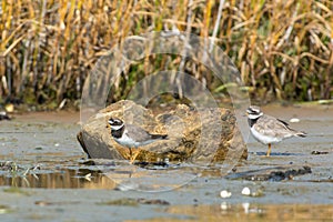 Common ringed plover on the west coast,Halland,Varberg, Sweden