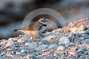 Common Ringed Plower on a shore at Stora Karlso